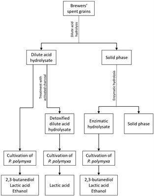 Production of Different Biochemicals by Paenibacillus polymyxa DSM 742 From Pretreated Brewers’ Spent Grains